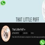 That Little Puff Phone Number - Owner, Email, Address, Contact