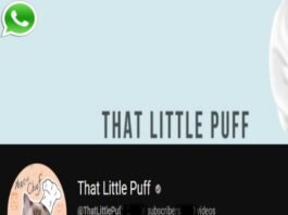 That Little Puff Phone Number - Owner, Email, Address, Contact